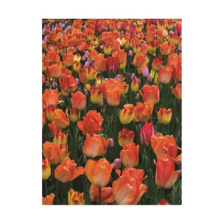 Kurt Shaffer Photographs 'Brilliant Tulip Garden' Canvas Art,35x47